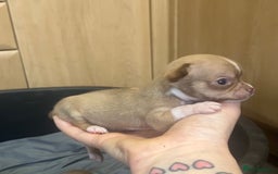 Chihuahua dogs for sale: Chihuahua Puppies - with starter kits  - Image 9