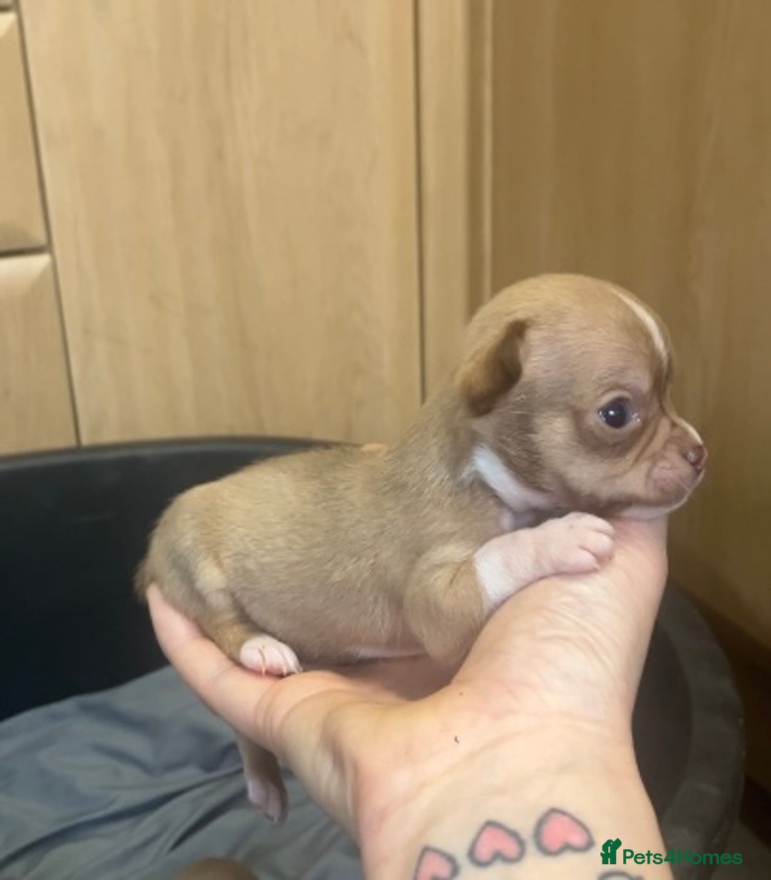 Chihuahua dogs for sale: Chihuahua Puppies - with starter kits  - Image 9