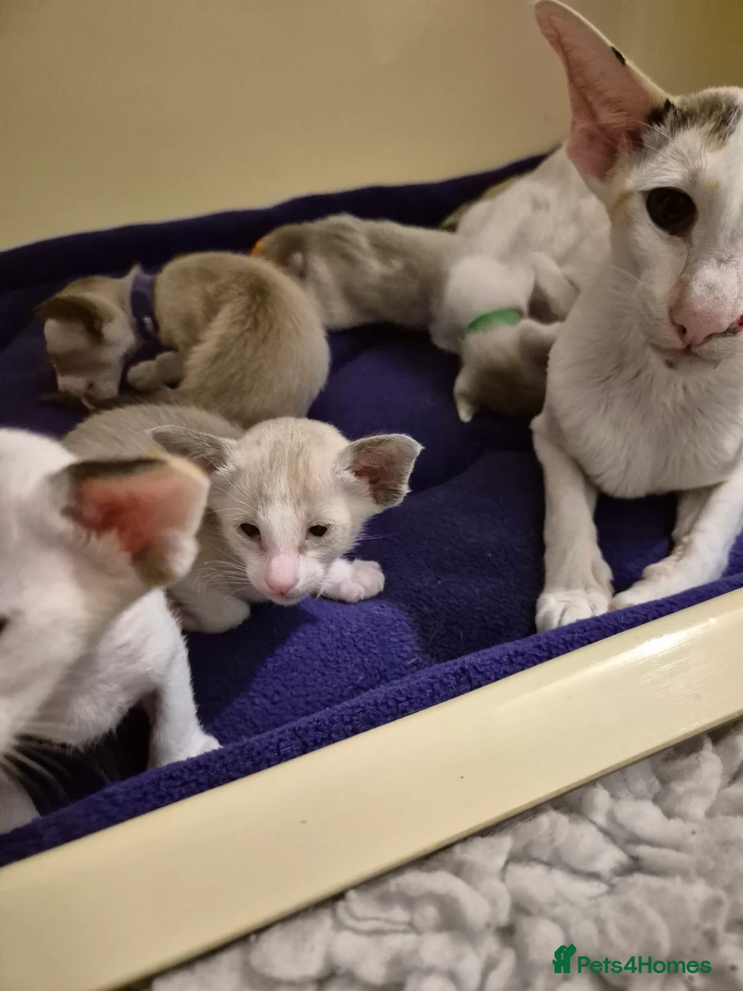 Oriental cats for sale: Oriental Bi Colours - Advert 3