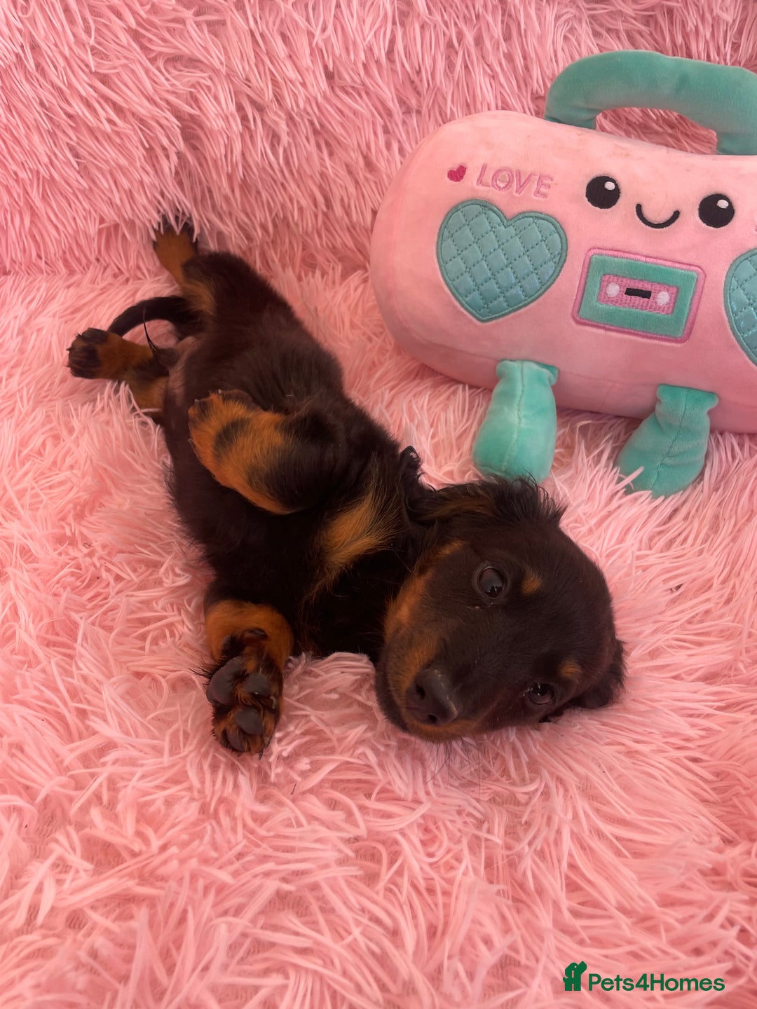 Miniature Dachshund dogs for sale: Dachshund - Image 9