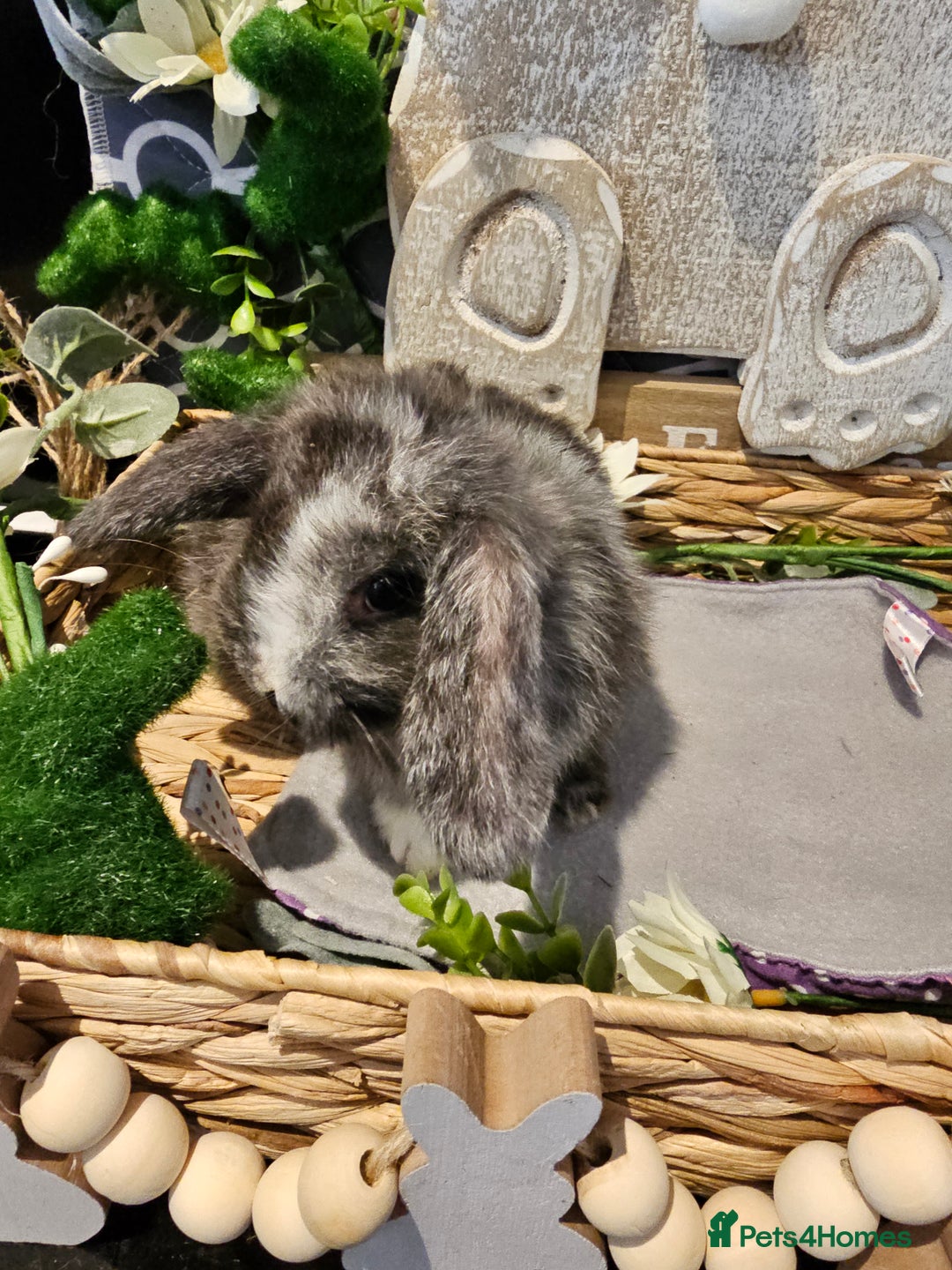 Mini Lop rabbits for sale: Beautiful mini lop babies  - Advert 4