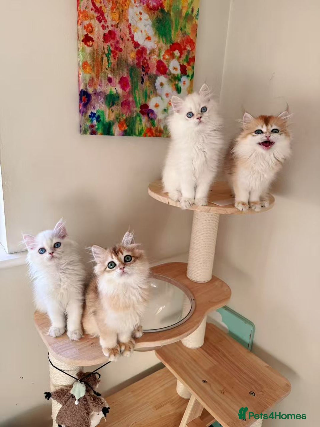 British Longhair cats for sale: Stunning Golden British Longhair Kittens - Advert 7