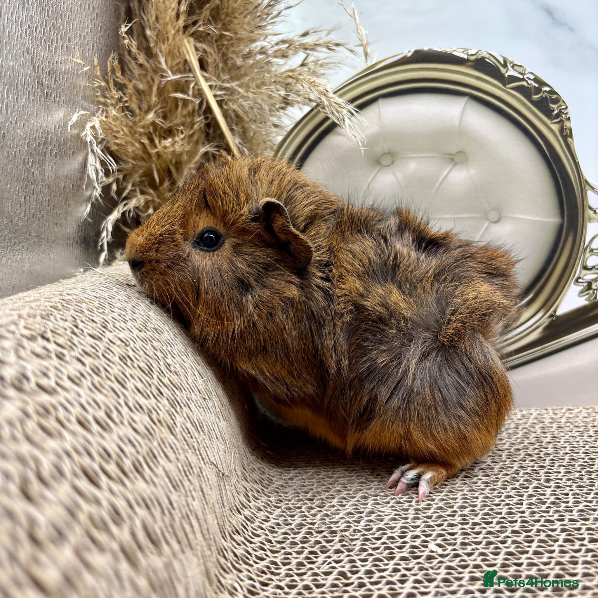 Guinea Pig rodents 16 Guinea pigs for sale 🩵Boys  - Advert 2