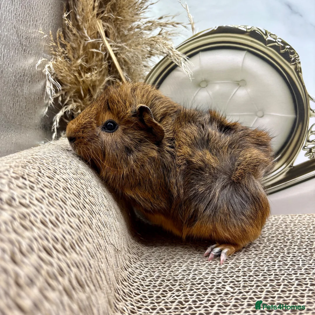 Guinea Pig rodents for sale: 16 Guinea pigs for sale 🩵Boys  - Advert 2