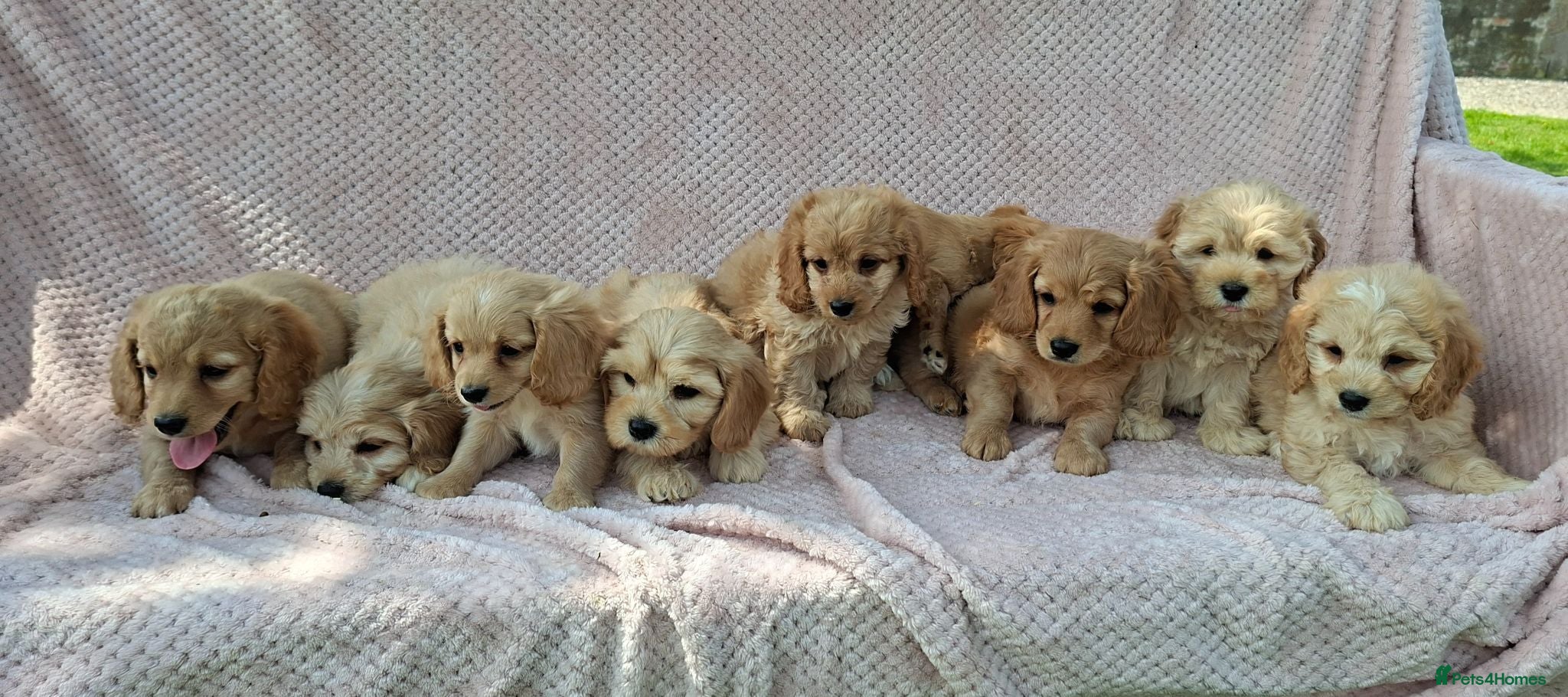 Cavapoochon dogs Gorgeous Cavapoochon Puppies  - Advert 2