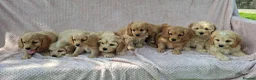 Cavapoochon dogs for sale: Gorgeous Cavapoochon Puppies  - Advert 2