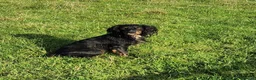 Cocker Spaniel dogs for stud: Pedigree working cocker spaniel  in Tonbridge - Advert 4