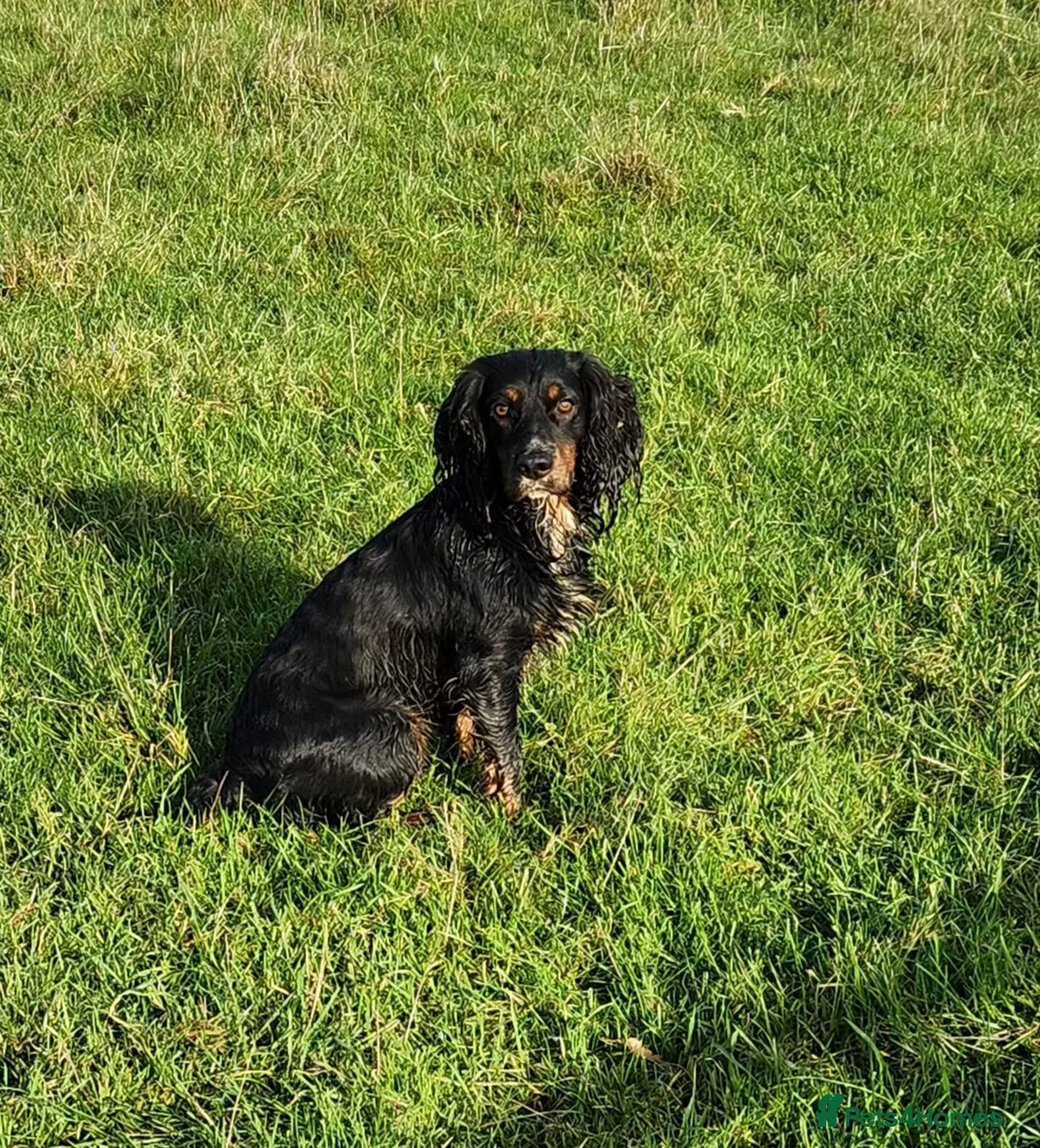 Cocker Spaniel dogs for stud: Pedigree working cocker spaniel  in Tonbridge - Advert 4