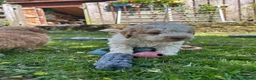Lagotto Romagnolo dogs for sale: 5 beautiful Lagotto boys - Advert 11
