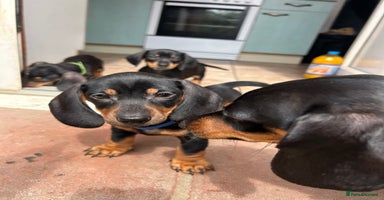 Miniature Dachshund dogs - Advert 4