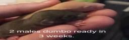 Rat rodents for sale: Dumbos and fancy rats ready now.  - Advert 10