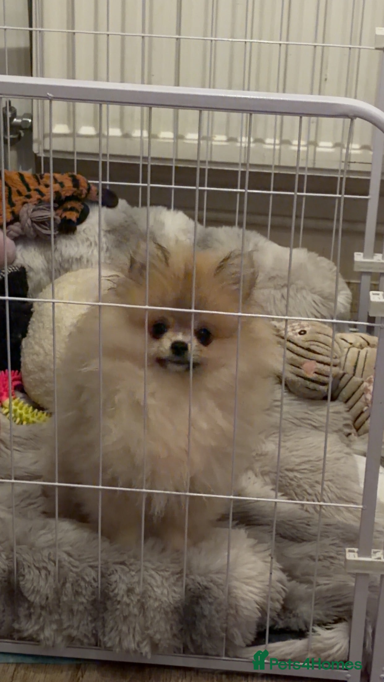 Pomeranian dogs Tiny Teddy Bear Pom Boy – Vaccinated & Ready Now - Advert 3