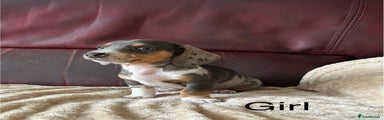 Miniature Dachshund Puppy 4