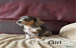 Miniature Dachshund dogs for sale: Stunning KC Registered Miniature Dashound  - Image 9