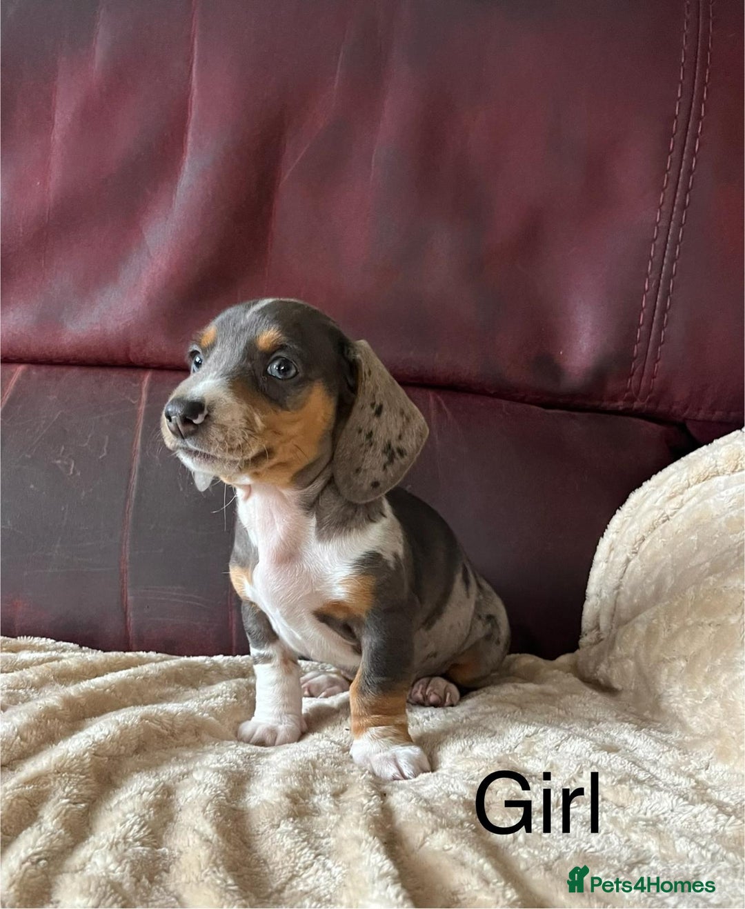 Miniature Dachshund dogs for sale: Stunning KC Registered Miniature Dashound  - Image 9