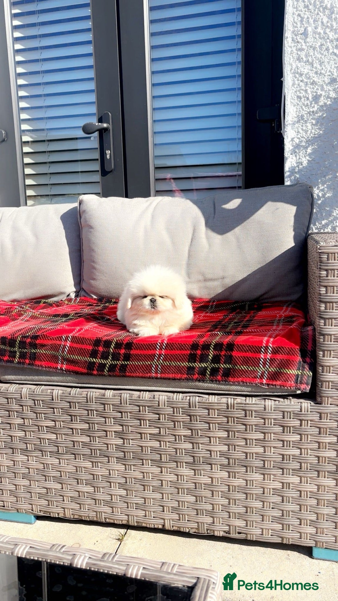 Pekingese dogs Stunning high quality Pekingese puppies  - Advert 2
