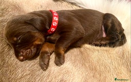 Dobermann dogs for sale: KC REGISTERED HEALTH TESTED DOBERMAN PUPS - Image 32