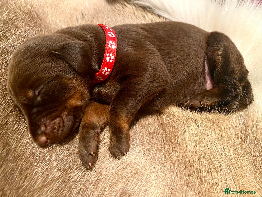 Dobermann dogs for sale: KC REGISTERED HEALTH TESTED DOBERMAN PUPS - Image 32