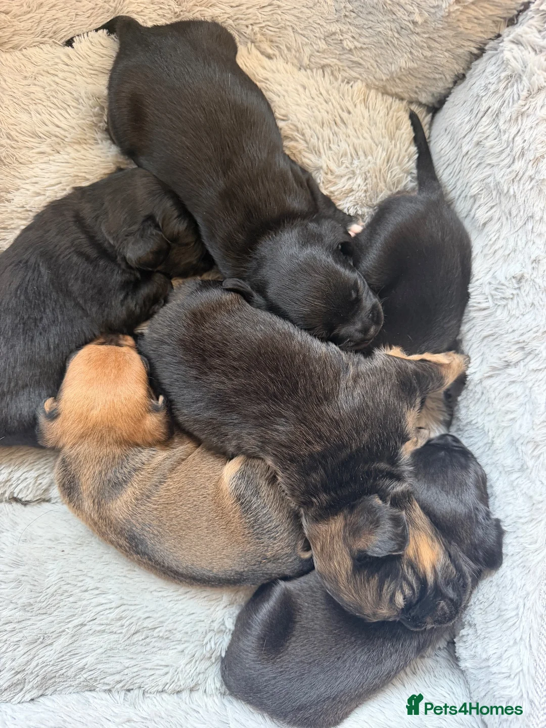 Mixed Breed dogs for sale: Beautiful litter of 6 pups.  - Advert 8