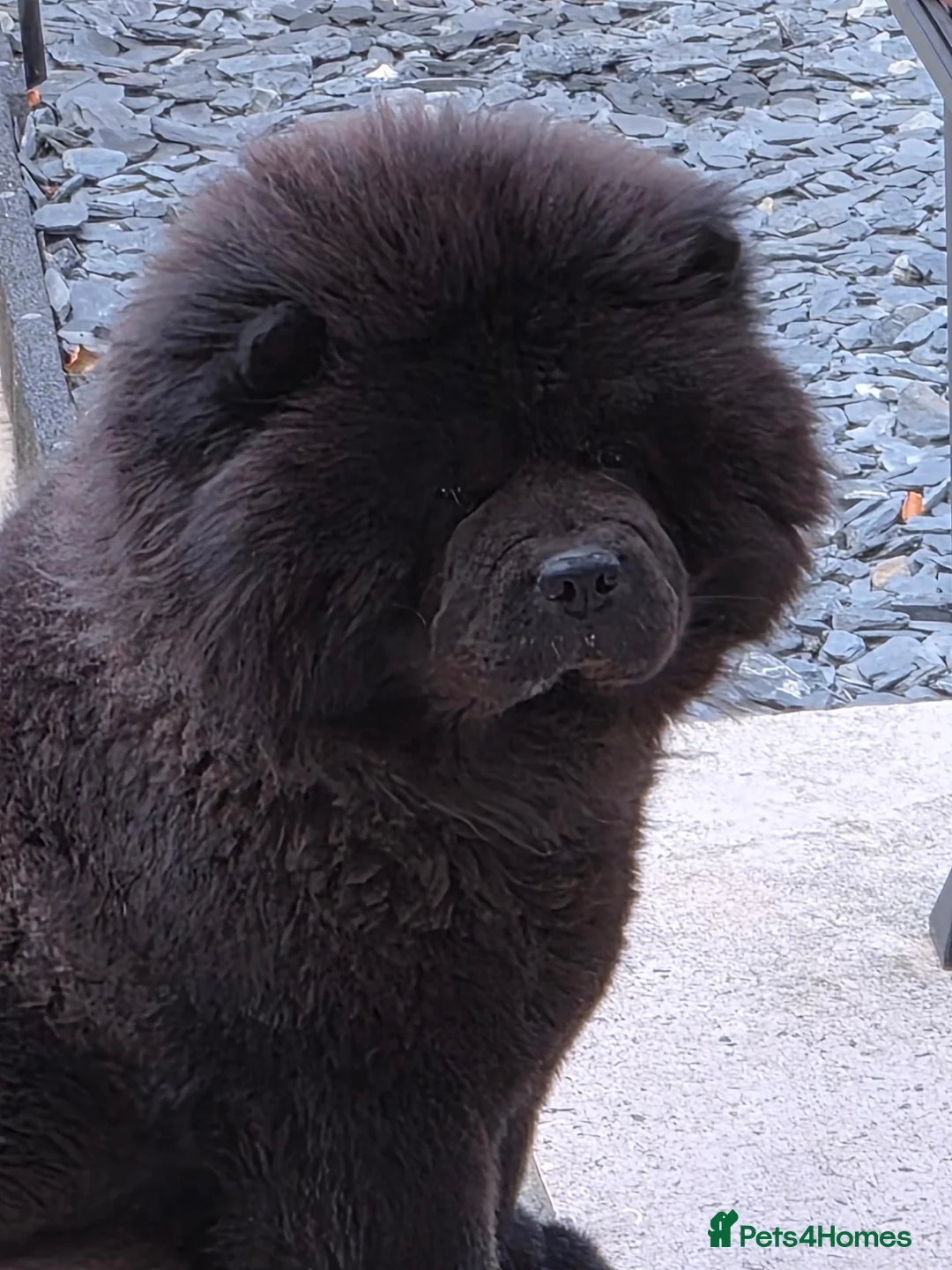 Chow Chow dogs for stud: Yiing - Advert 2