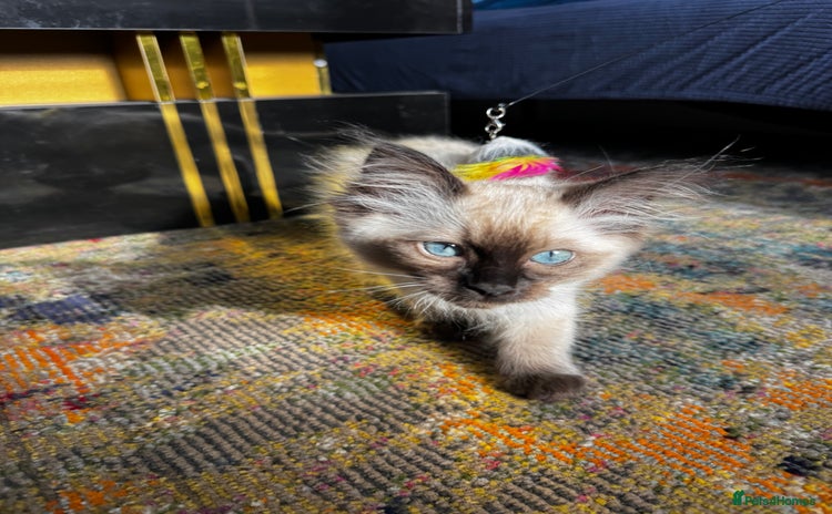 Ragdoll cats - Advert 3