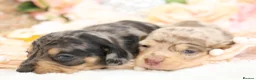 Miniature Dachshund dogs for sale: KC Miniature Dachshund Puppies - Advert 15