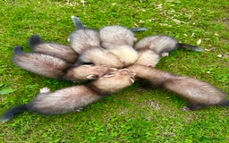 Ferret rodents for sale: Ferrets for sale - Image 6