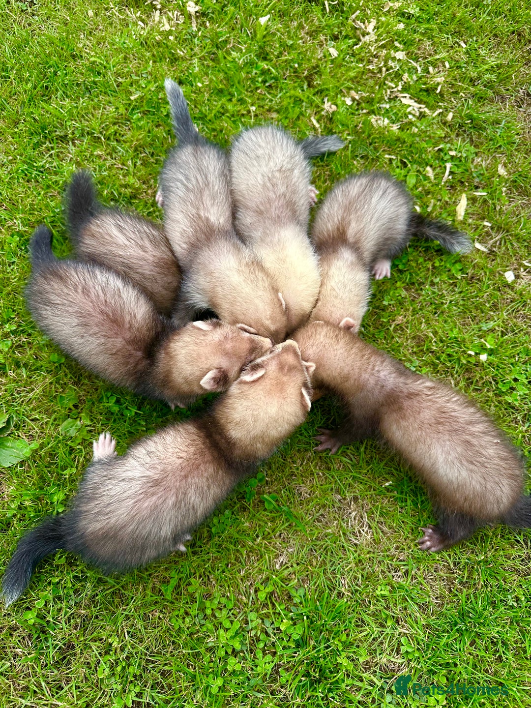 Ferret rodents for sale: Ferrets for sale - Image 6