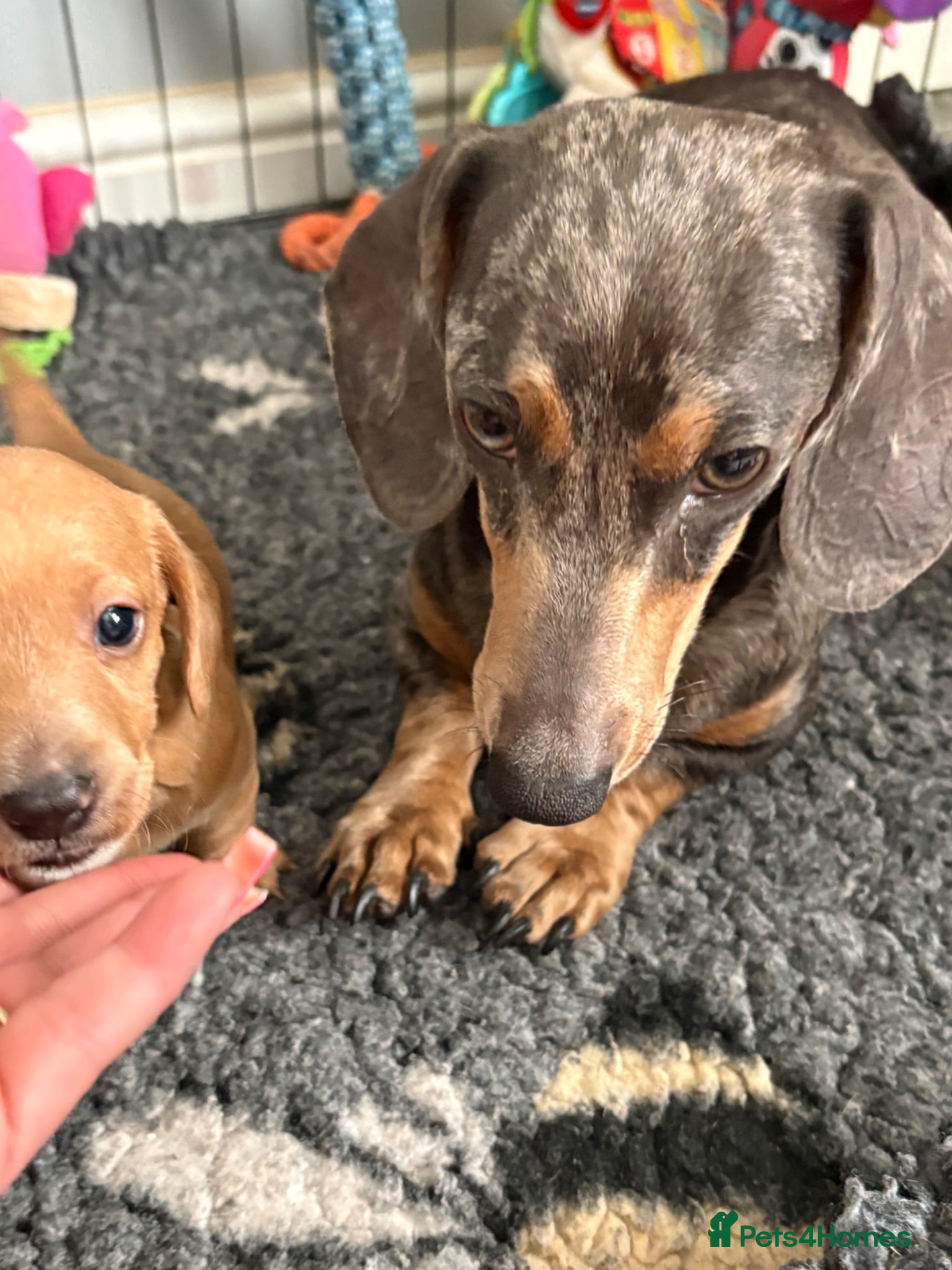 Miniature Dachshund dogs Ready now Reduced !!Beautiful well loved babies  - Advert 2