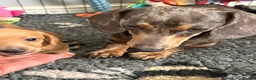 Miniature Dachshund dogs for sale: Beautiful well loved babies  in Peterborough - Advert 16