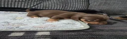 Miniature Dachshund dogs for sale: MINIATURE DACHSHUND PUPPIES FOR SALE in Swindon - Advert 2