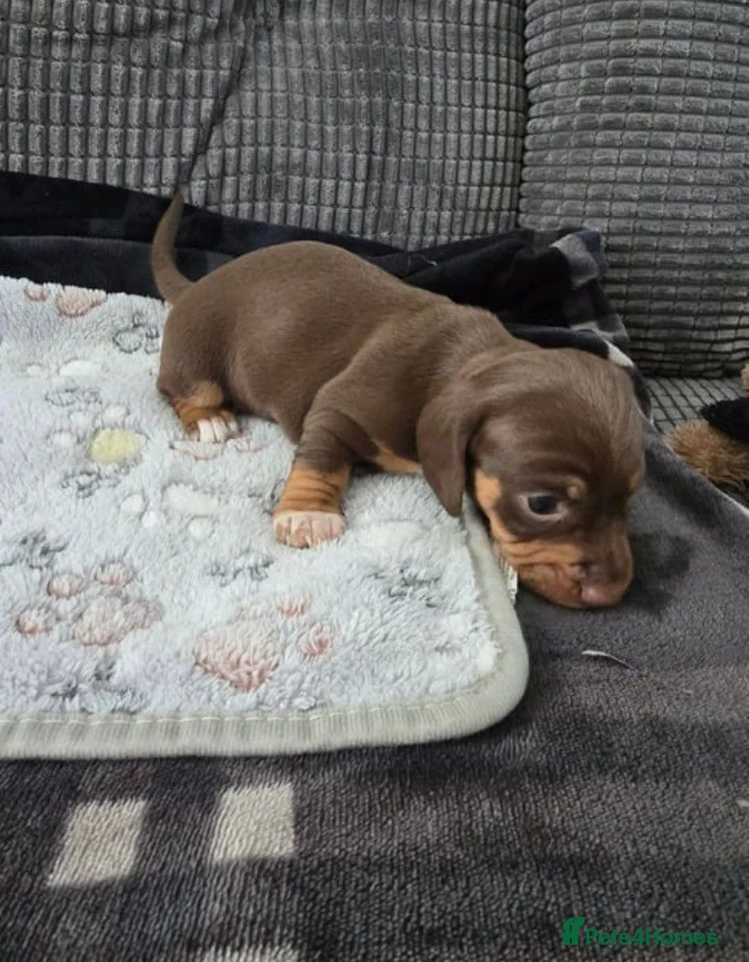 Miniature Dachshund dogs for sale: MINIATURE DACHSHUND PUPPIES FOR SALE in Swindon - Advert 2