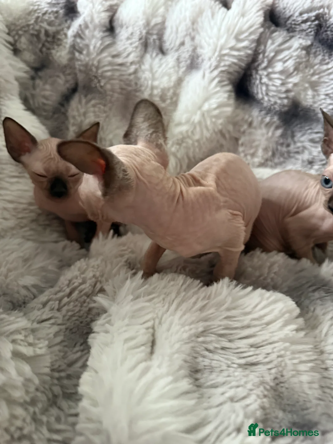 Sphynx cats for sale: Sphynx canadian kittens ready to leave now  - Advert 13