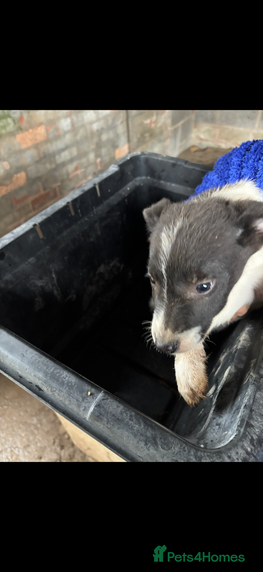 Smooth Collie dogs for sale: Collie pups for sale  - Advert 4