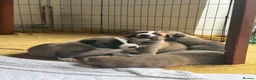 Mixed Breed dogs for sale: Siberian Husky x AmStaff Terrier Puppies - Advert 7