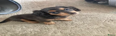 Miniature Dachshund 4