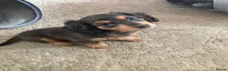Miniature Dachshund dogs for sale: ⭐️READY NOW⭐️ Miniature Dachshund 9 week olds in Saint Helens - Advert 3