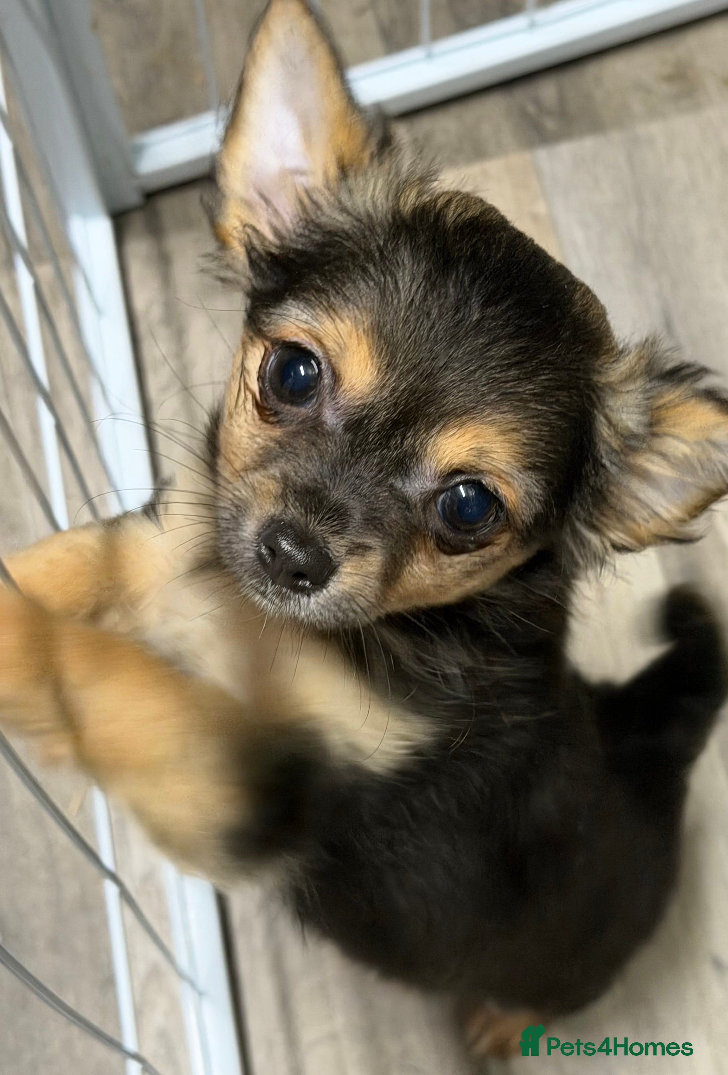 Chihuahua dogs Black tri colour LC female  - Advert 5