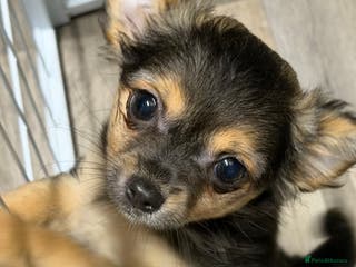 Chihuahua dogs Black tri colour LC female - Advert 5