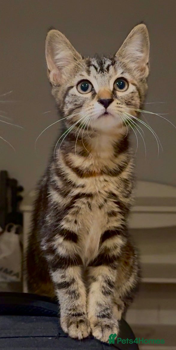 British Shorthair cats 2 Beautiful Cheeky Kittens-Ready now-£50for2 - Advert 5