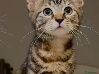 British Shorthair cats 2 Beautiful Cheeky Kittens-Ready now-£50for2 - Advert 5
