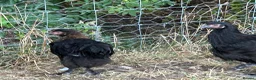 Chickens poultry for sale: French Moran/pekin bantam  - Advert 17