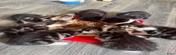 Mixed Breed cats for sale: Healthy and playful kittens for good homes in Chichester - Advert 12
