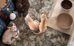 Burmese cats for sale: A fantastic litter of 7 Burmese babies  - Image 2