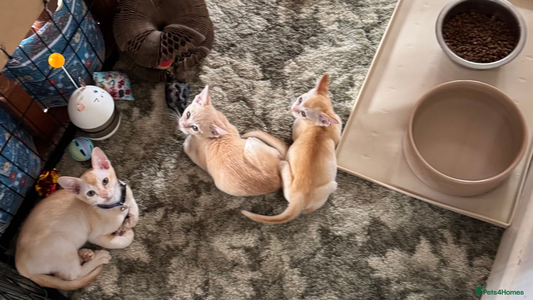 Burmese cats for sale: A fantastic litter of 7 Burmese babies  - Image 2