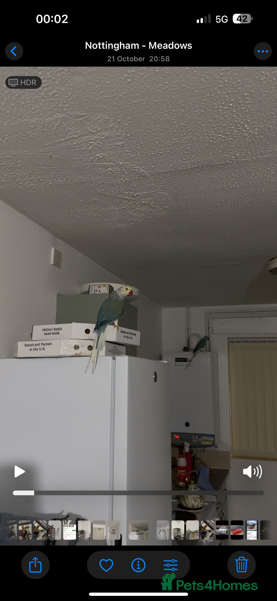 Ringnecks birds for sale: Breeding pairs of Indian ring neck BLUE - Advert 3