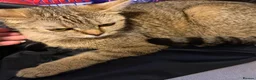 British Shorthair cats for sale: Beautiful British Shorthair Kittens  - Advert 19