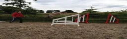 Weimaraner dogs for stud: kc reg - 100% proved exceptional weimaramer stud - Advert 5
