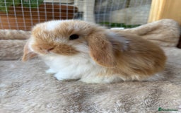 Mini Lop rabbits for sale: Adorable mini lop bunnies  - Image 3