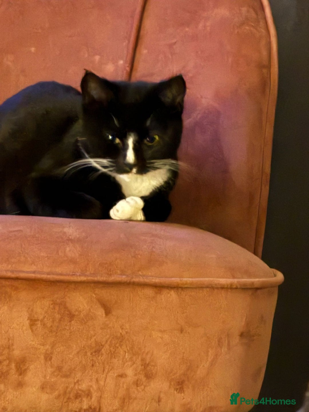 Mixed Breed cats for sale: Kittens  - Advert 2